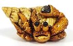 Crab in Shell